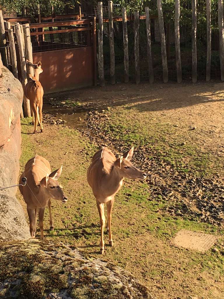 Landal Hoog Vaals - unicorns & fairytales