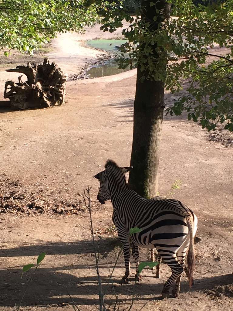 Landal Hoog Vaals - unicorns & fairytales