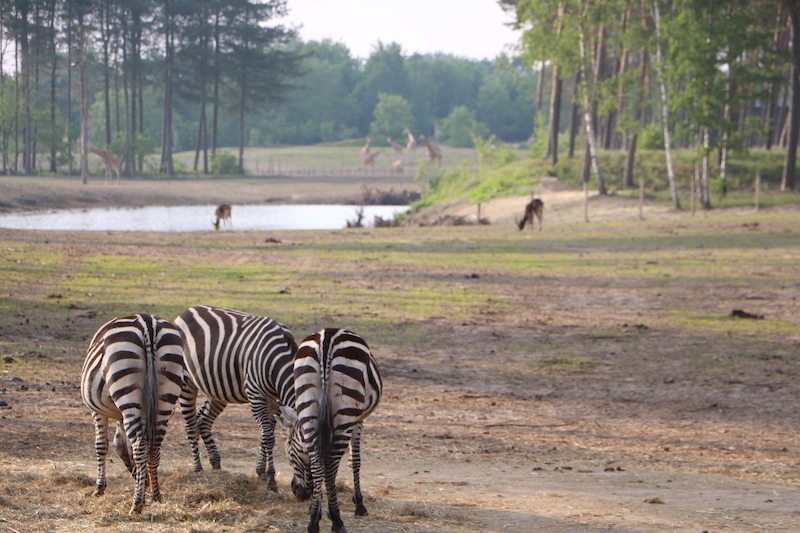 Safari resort beekse bergen - unicorns & fairytales