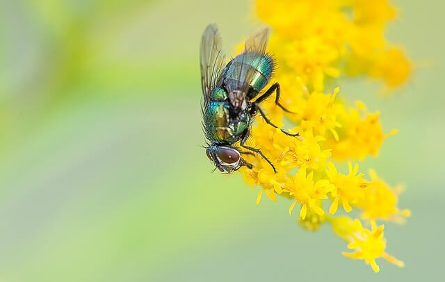 middeltjes tegen insecten - unicorns & fairytales