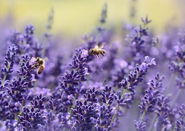 middeltjes tegen insecten - unicorns & fairytales