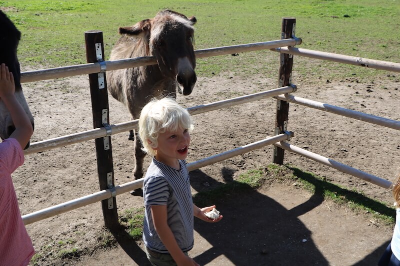 kinderboerderij struisvogelnest - unicorns & fairytales