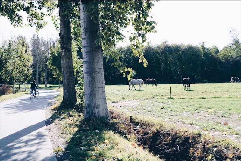Scheldeland - unicorns & fairytales