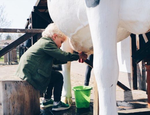 kinderboerderij in nederland - unicorns & fairytales