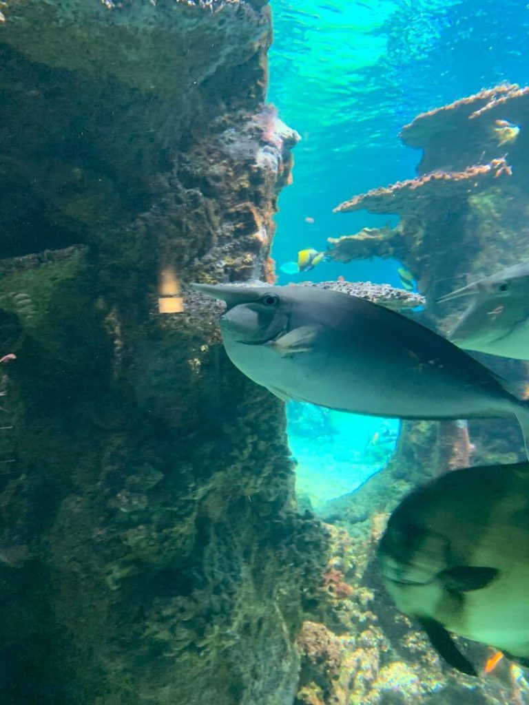 IMG 2752 768x1024 - Wij gingen naar Nausicaa, het grootste aquarium van Europa!