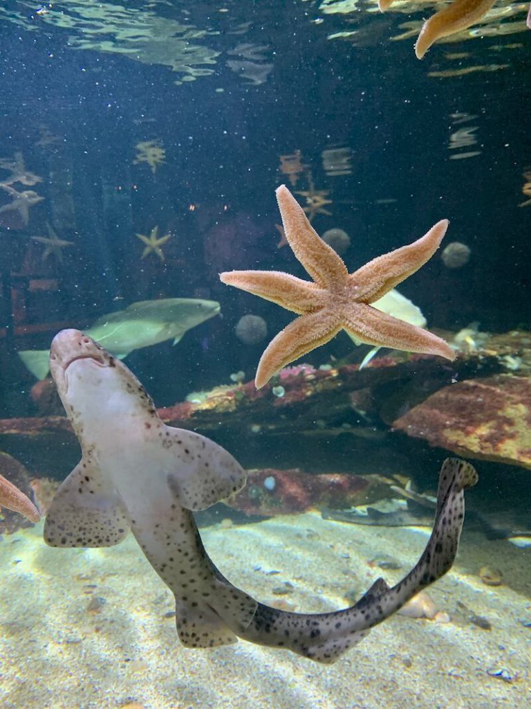 IMG 7491 768x1024 - Wij gingen naar Nausicaa, het grootste aquarium van Europa!