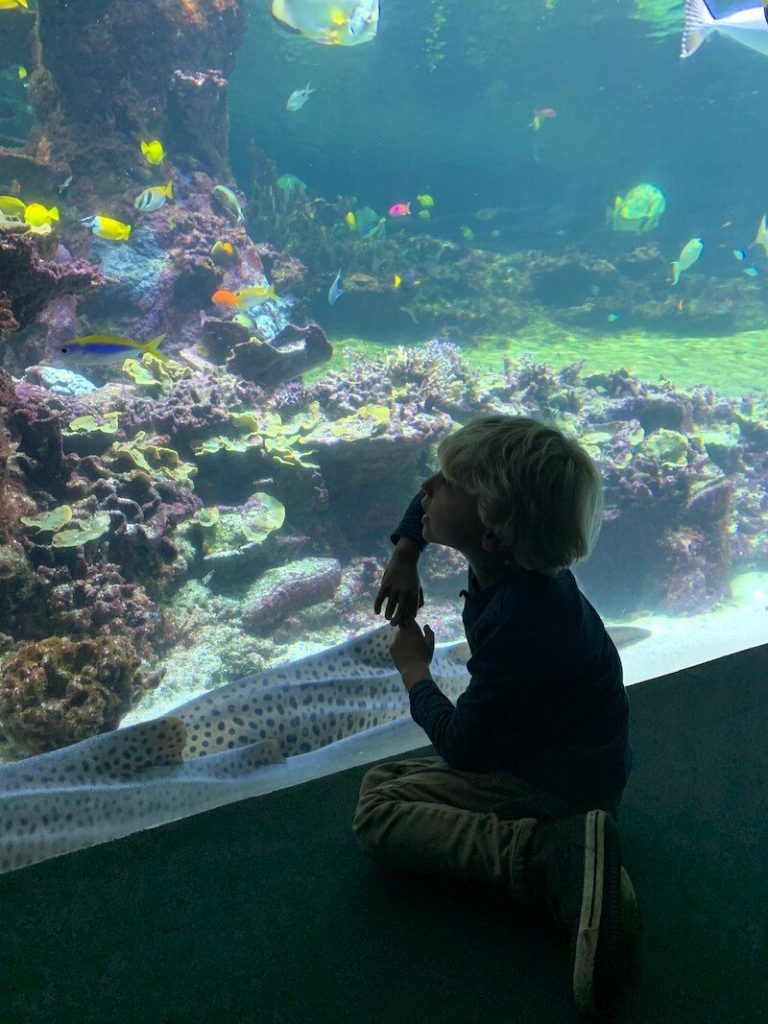 IMG 7515 768x1024 - Wij gingen naar Nausicaa, het grootste aquarium van Europa!